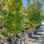Dub plstnatý (Quercus pubescens) - výška 300-320 cm, kont. C55L - VIACKMENNÝ